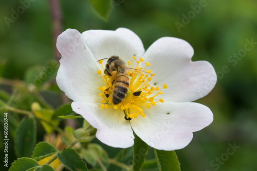Macro of a bee taking nectar from a wild flower to make honey
