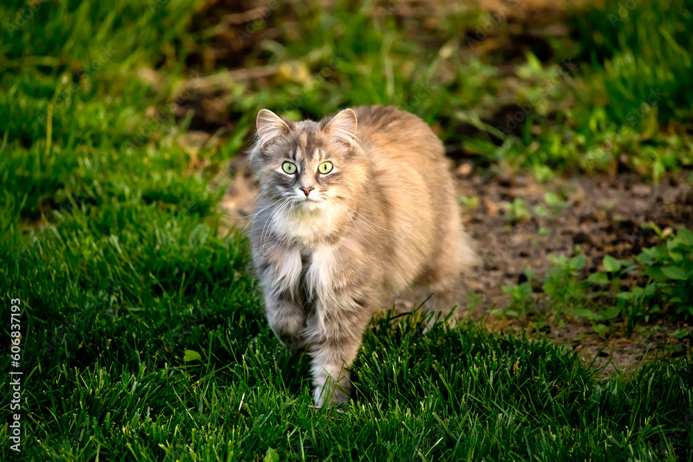 Front view of a cat on the grass looking at the camera on a springtime evening in Iowa. 