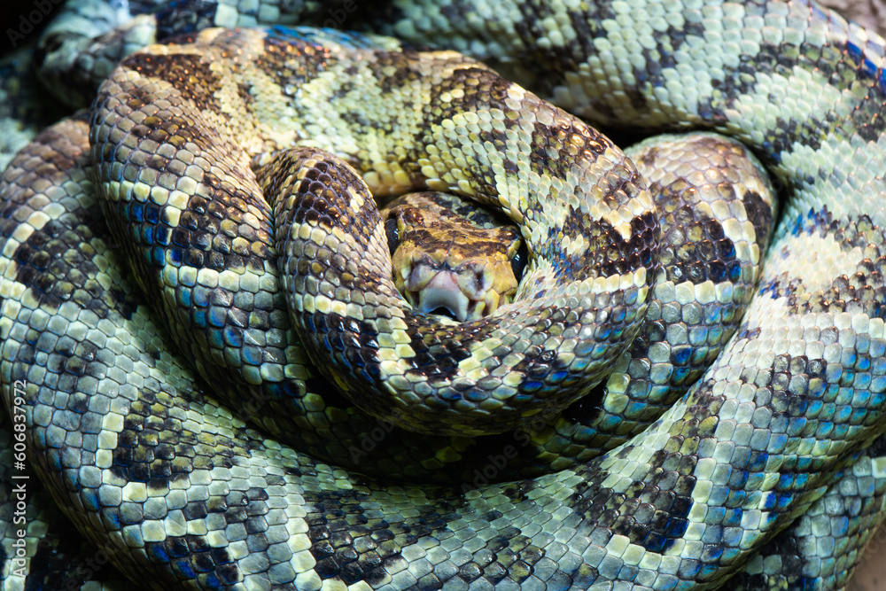 corallus hortulanus rolled into a ball corallus hortulanus rolled into a ball