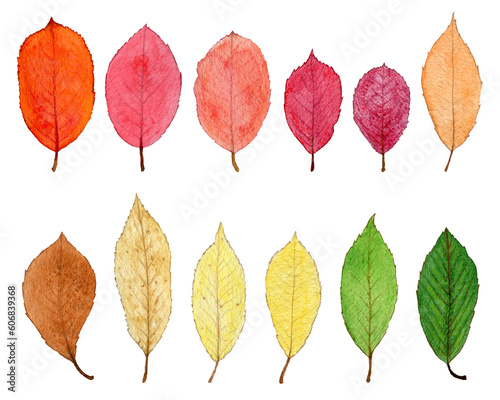 Set of dry autumn leaves of rowan and cherry. Bright watercolor illustration. Herbarium. Elements for design of fabric, packaging, wallpaper, background, paper, postcards, textiles.