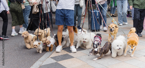 Photography man walking with lot of dogs in Tokyo, Japan