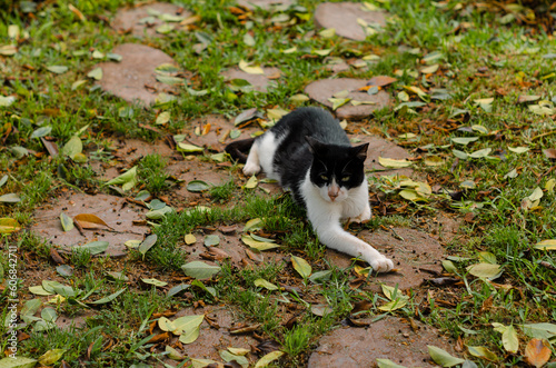 Parque de los gatos