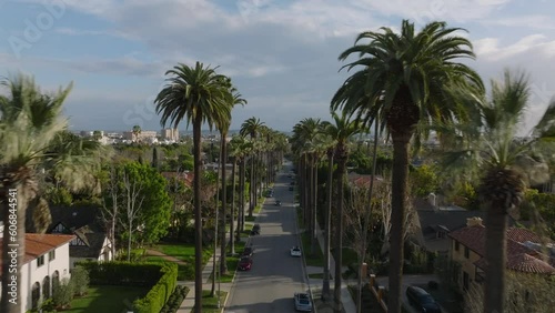 Amazing view of street in residential borough in tropical destination. Row of palm trees in Beverly Hills.