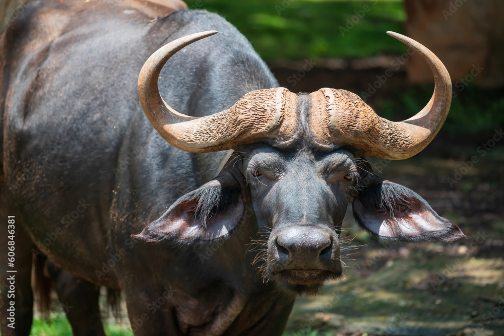 Wildlife portrait of African buffalo or Syncerus caffer with big horns