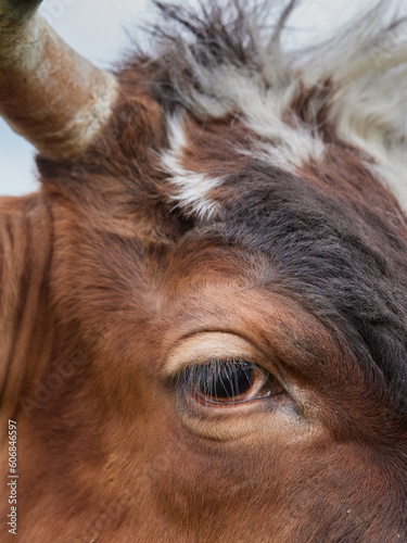 Close up of the eye of a cow