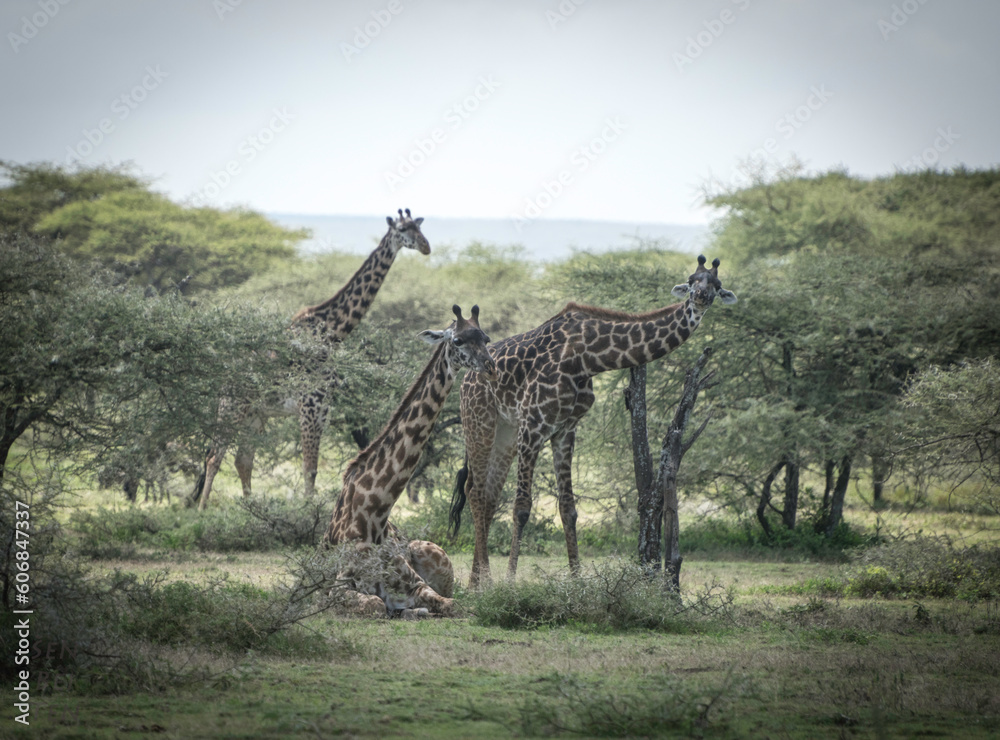 Fotografie giraffe