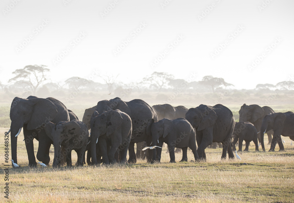 Stado słoni w porannym mistycznym świetle w Parku Narodowym Amboseli Kenya - obrazy, fototapety, plakaty 