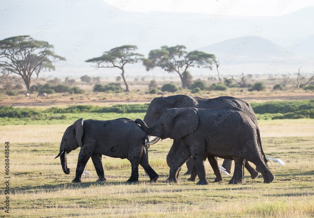 Stado słoni w porannym mistycznym świetle w Parku Narodowym Amboseli Kenya - obrazy, fototapety, plakaty 