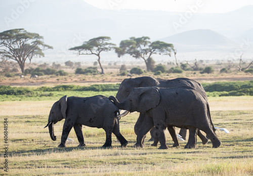 Stado s  oni w porannym mistycznym   wietle w Parku Narodowym Amboseli Kenya