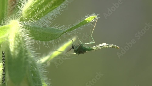 Insect Mosquito, gnat sitting on green, flower leaf in forest, view insect macro in wildlife photo