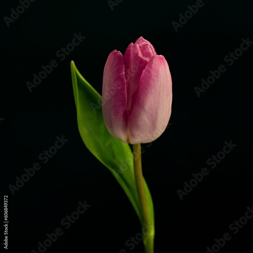 pink tulip on black background