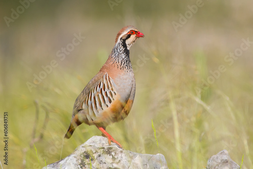 Bild auf Leinwand Red-legged Partridge (Alectoris rufa). Male