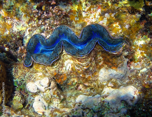 Detail of the mantle of a giant clam, Tridacna, growing on a coral reef 