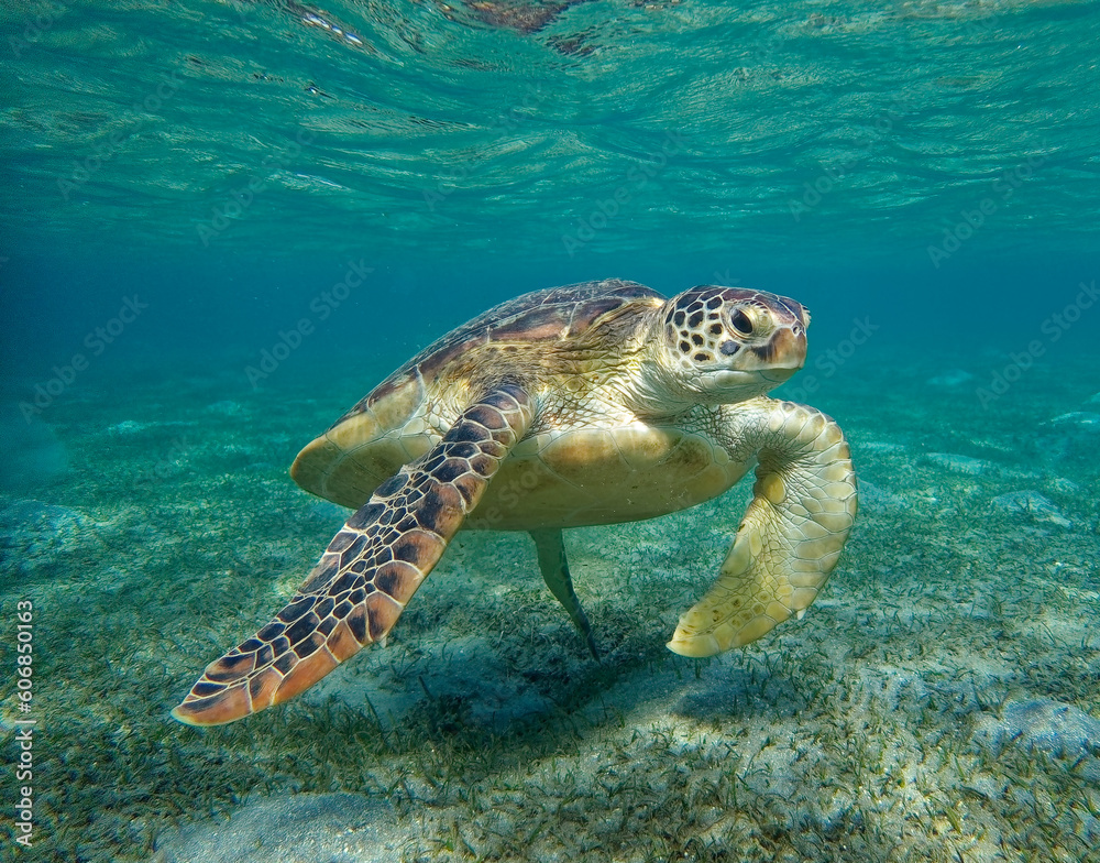 Foto green sea turtle