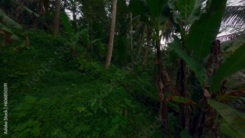 Jungle rainforest natural Asian exotic landscape with palm trees tropical greenery vegetation plant. FPV sport drone shot nature scenery wild environment with grass herb and fern picturesque flora 4k photo