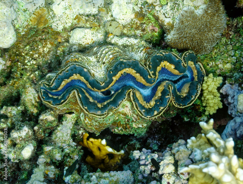 giant clam Tridacna gigas grows in the shallows 