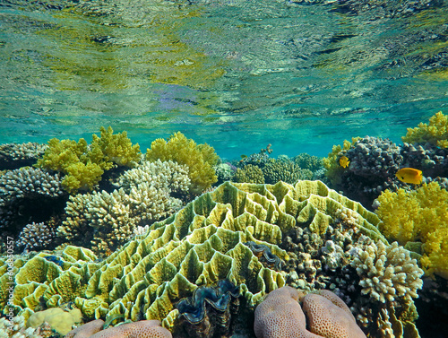Fototapeta Naklejka Na Ścianę i Meble -  coral reef and coral