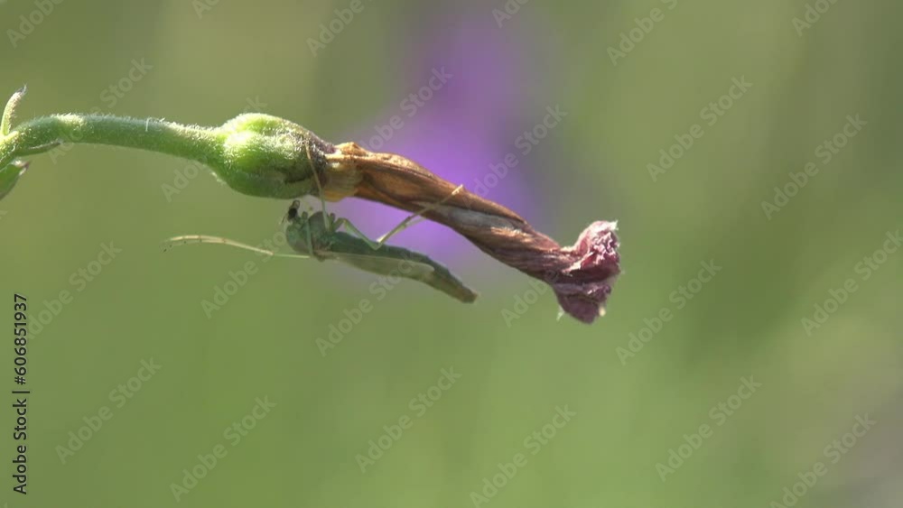 Insect Mosquito, gnat sitting on green, flower leaf in forest, view insect macro in wildlife Insect Mosquito, gnat sitting on green, flower leaf in forest, view insect macro in wildlife