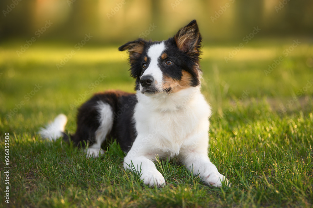tricolor border collie puppy lying down on grass in summer