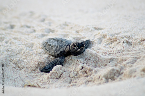 Newborn baby hawksbill sea turtle moving towards the sea