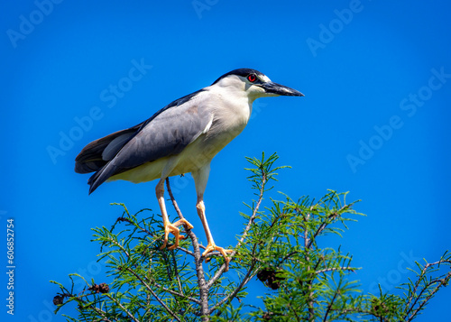 Black-crowned Night-Heron high in a tree along the Shadow Creek Ranch Nature Trail in Pearland, Texas