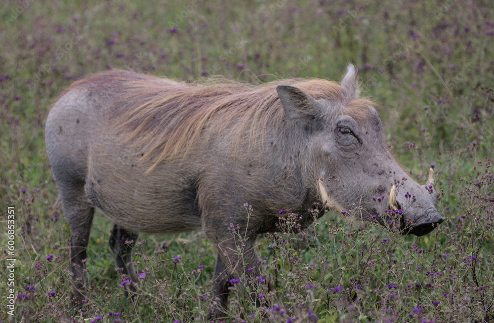 desert warthog desert warthog