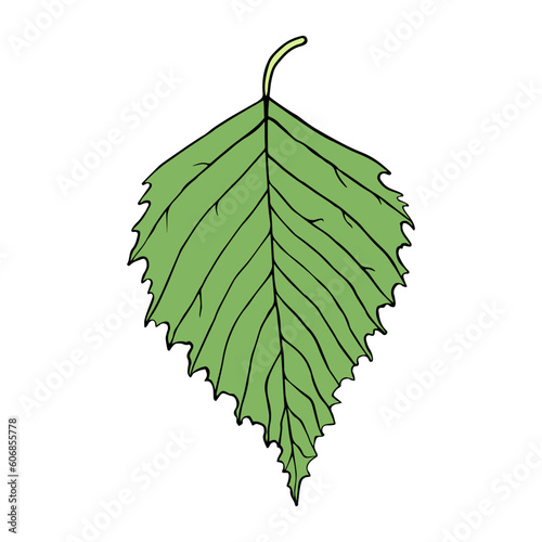 Isolated vector illustration of birch leaf. Cartoon style