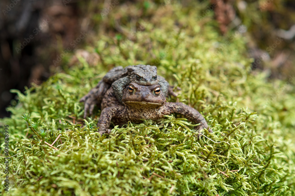 Obraz premium couple of common toads in amplexus among moss