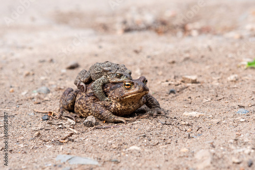pair of common toads in amplexus on the sandy shore of a pond