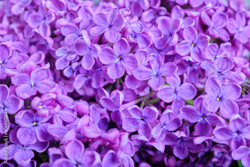 Background of blooming lilac flowers  closeup.