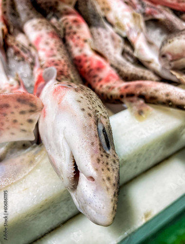 Detail of the mouth and nose of a catshark (Scyliorhinus canicula) at the fishmonger's counter. Fresh fish for sale.