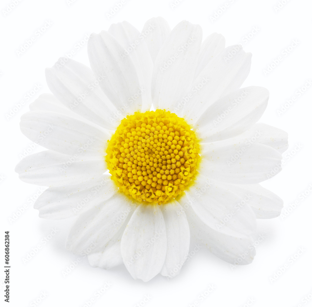 Chamomile or camomile flower head on white. File contains clipping path.
