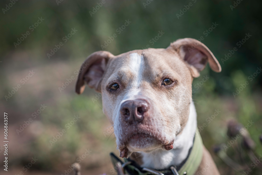 American pit bull terrier American pit bull terrier