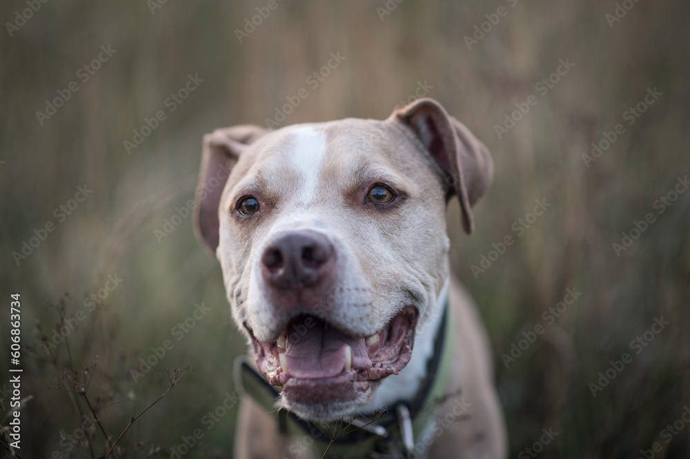 American pit bull terrier