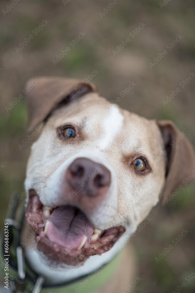 American pit bull terrier