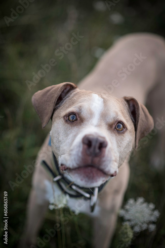 American pit bull terrier © Agne