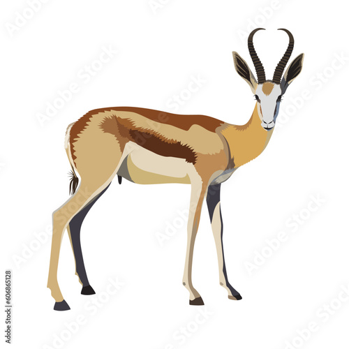Springbok vector springbuck antelope Antidorcas marsupialis vector image