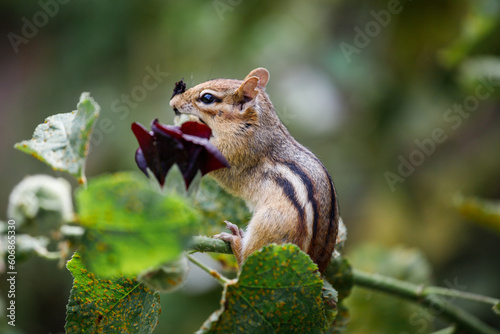 Cheerful chipmunk on a flower.  © Liubov Kartashova