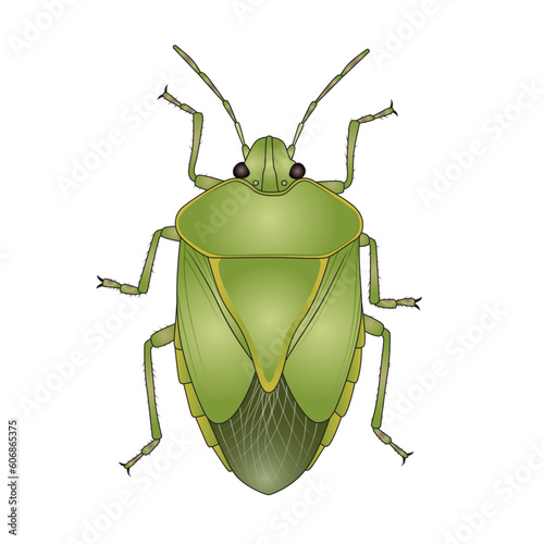 Green stink bug illustration acrosternum chinavia hilaris soldier bug vector image