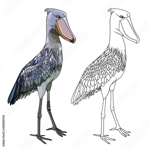 Shoebill bird balaeniceps rex whale kill whale headed stork or shoe billed stork colored and black and white vector image
