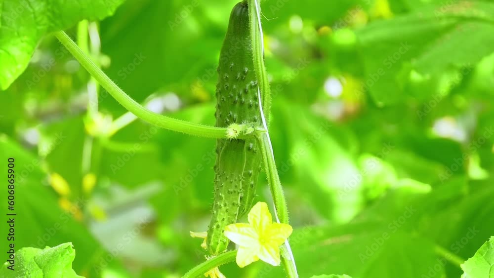 Young cucumbers on a branch in a greenhouse. Growing and blooming greenhouse cucumbers. All-year-round production of fresh vegetables. Harvest cucumbers on the branches. 