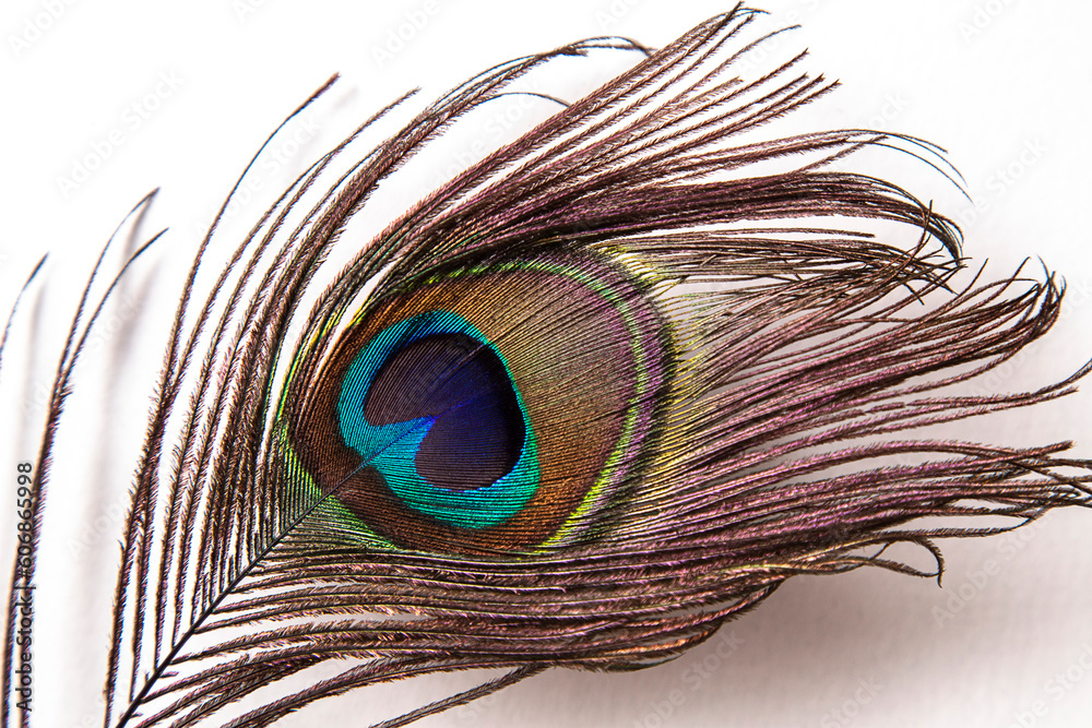 Fototapeta premium Peacock feather