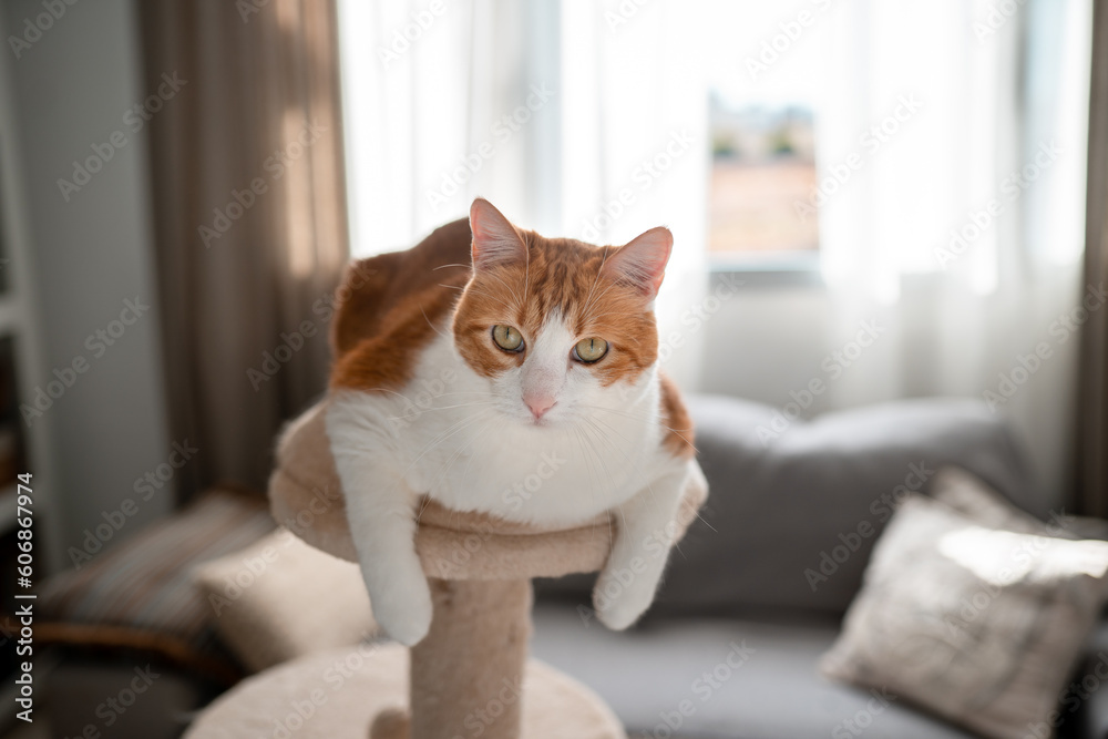 brown and white cat with yellow eyes on the top of a scratching tower