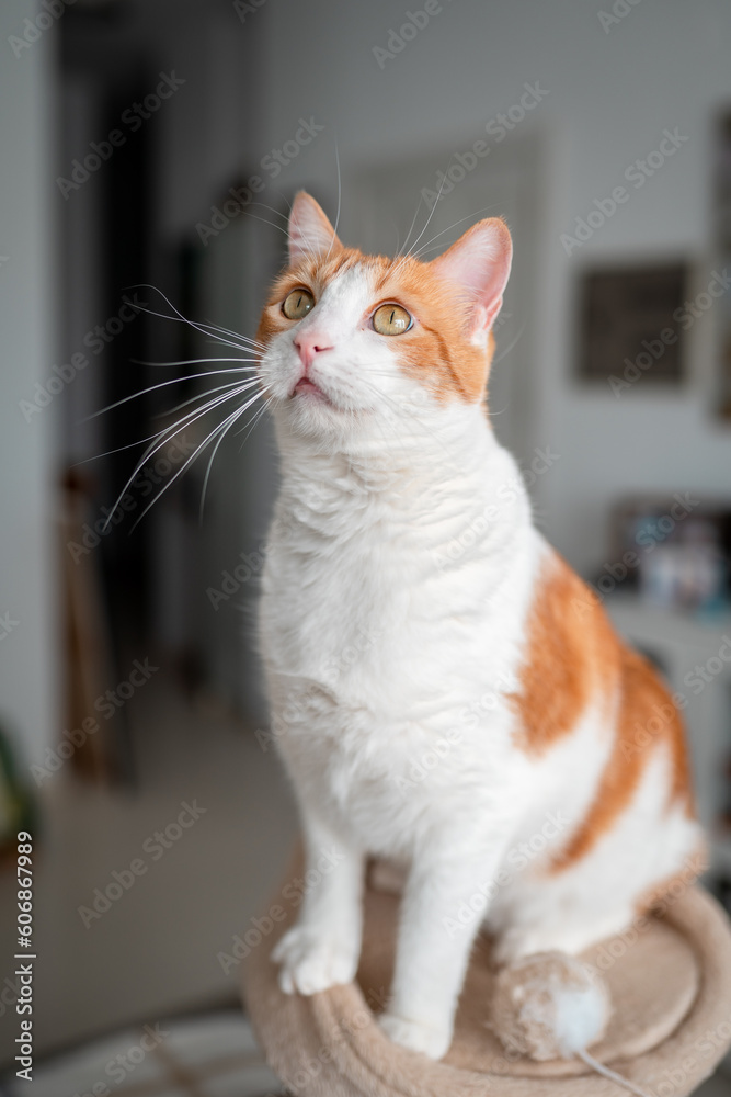 brown and white cat with yellow eyes on the top of a scratching tower brown and white cat with yellow eyes on the top of a scratching tower