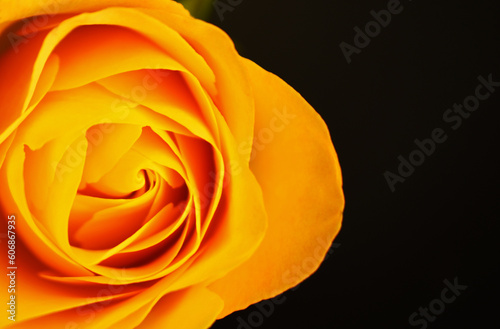 yellow rose on black background