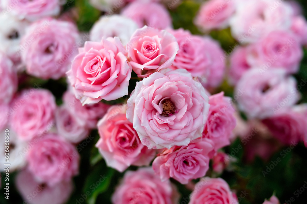 Roses field, pink, colorful flowers. Fragrant Roses field, pink, colorful flowers. Fragrant