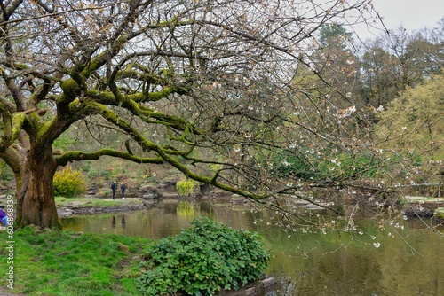 pond in the park