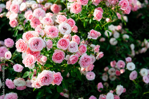 Roses field, pink, colorful flowers. Fragrant © LN