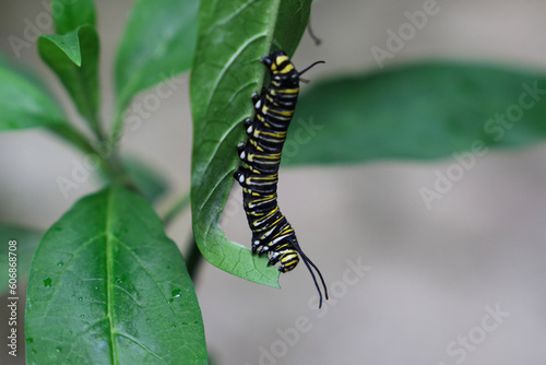 caterpillar on leaf, Costa Rica
