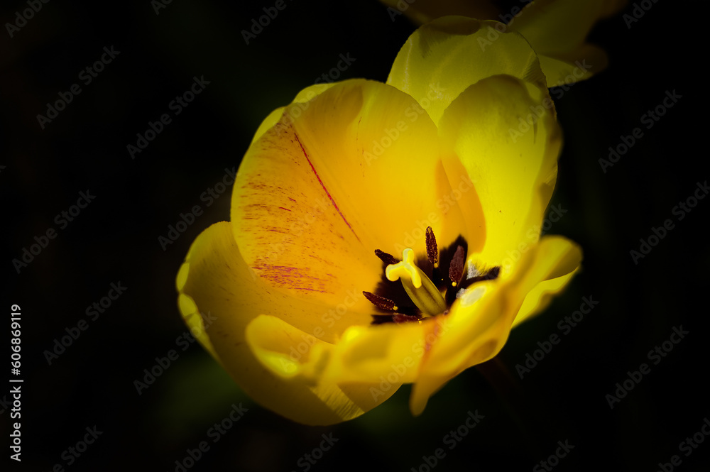 Delicate yellow tulip flower on a black background. Macro view. Petals, stamens and pistil of a tulip. Spring Flower. Beautiful nature. Delicate yellow tulip flower on a black background. Macro view. Petals, stamens and pistil of a tulip. Spring Flower. Beautiful nature.